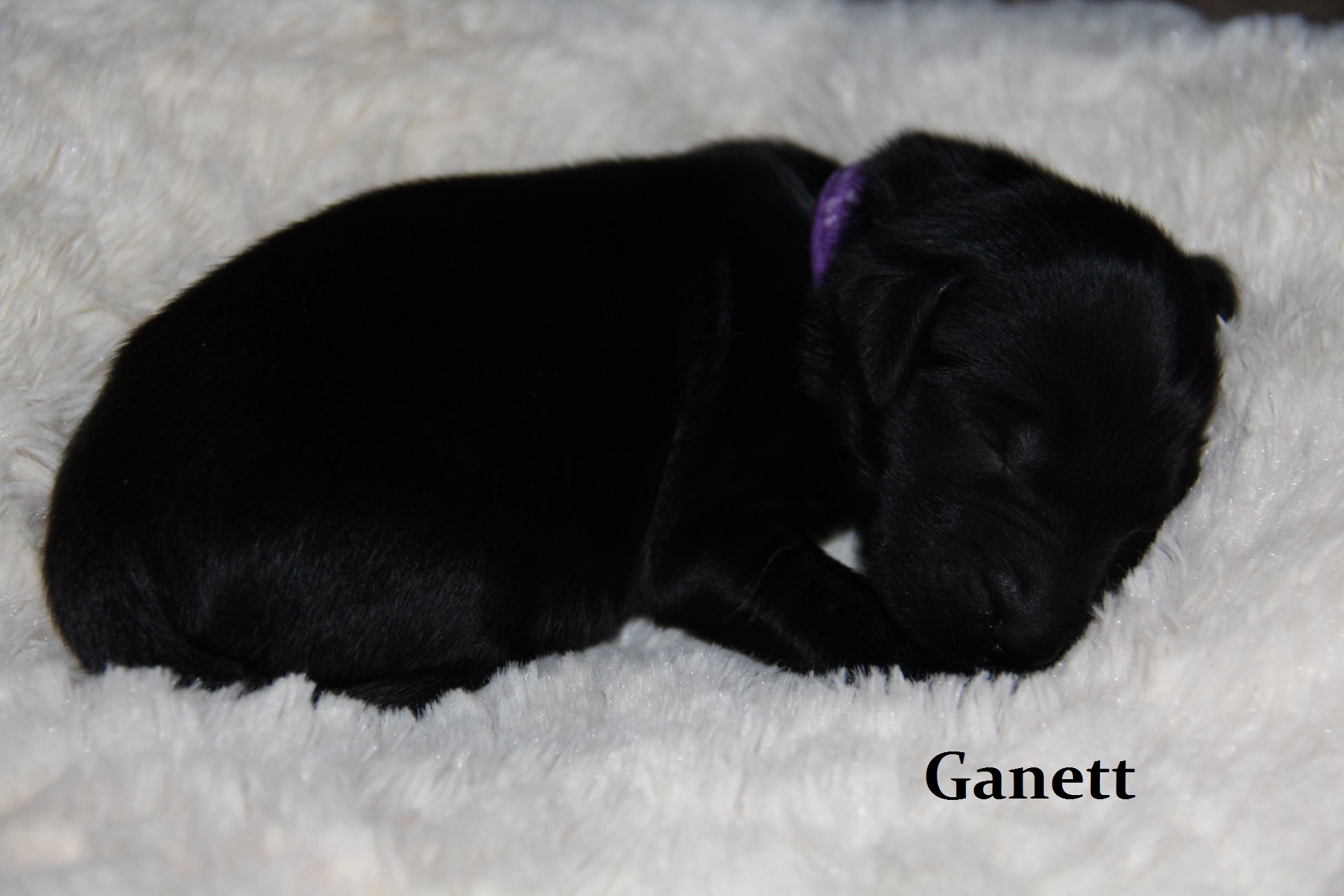 Ganett