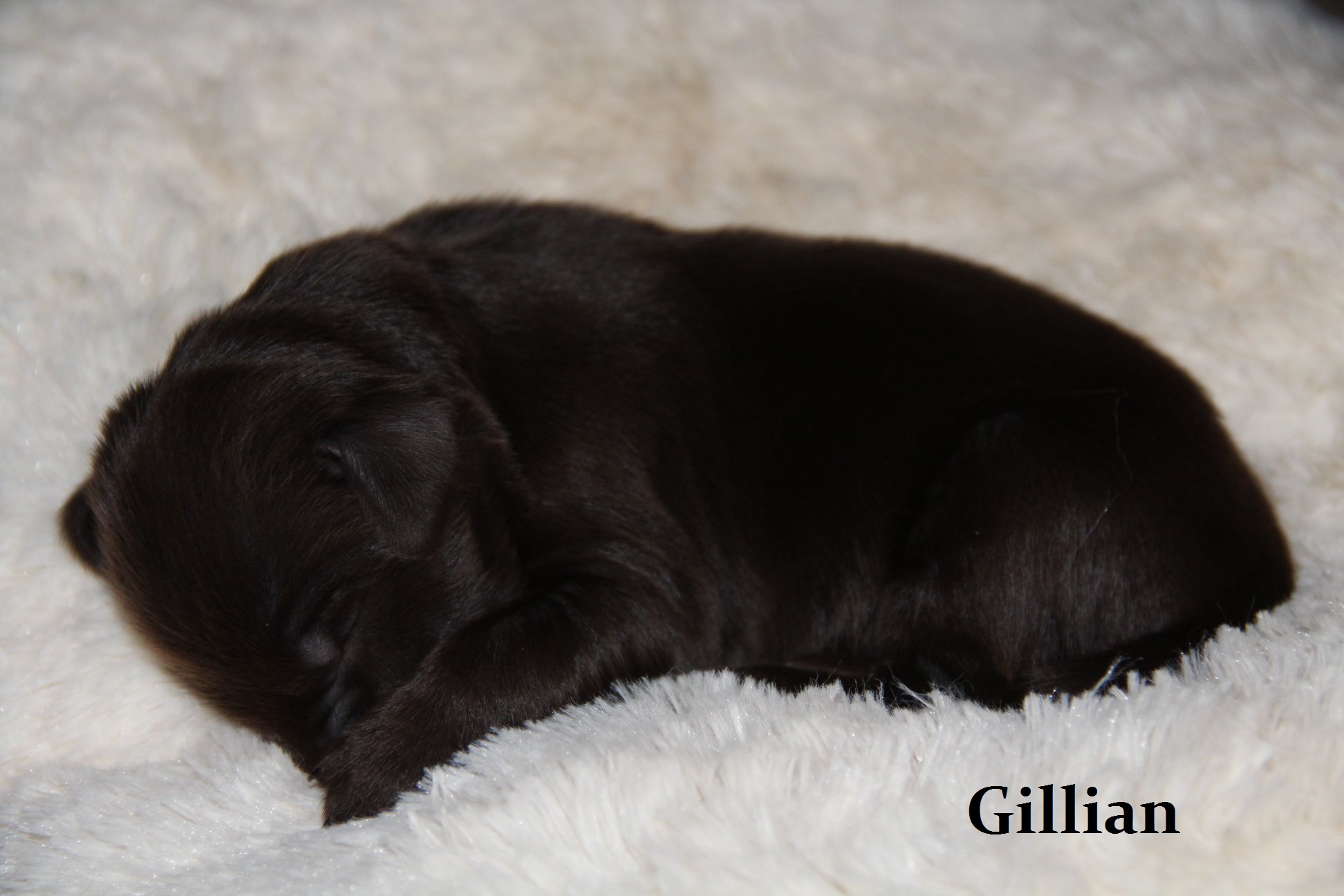 Gillian