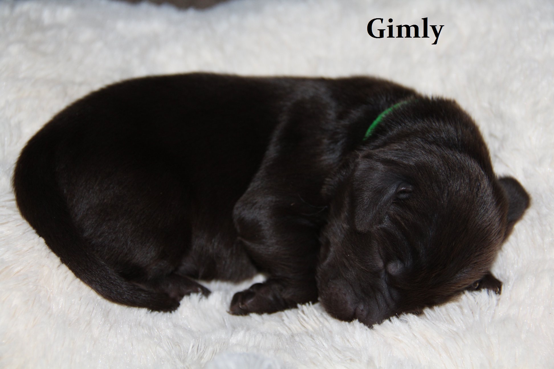 Gimly