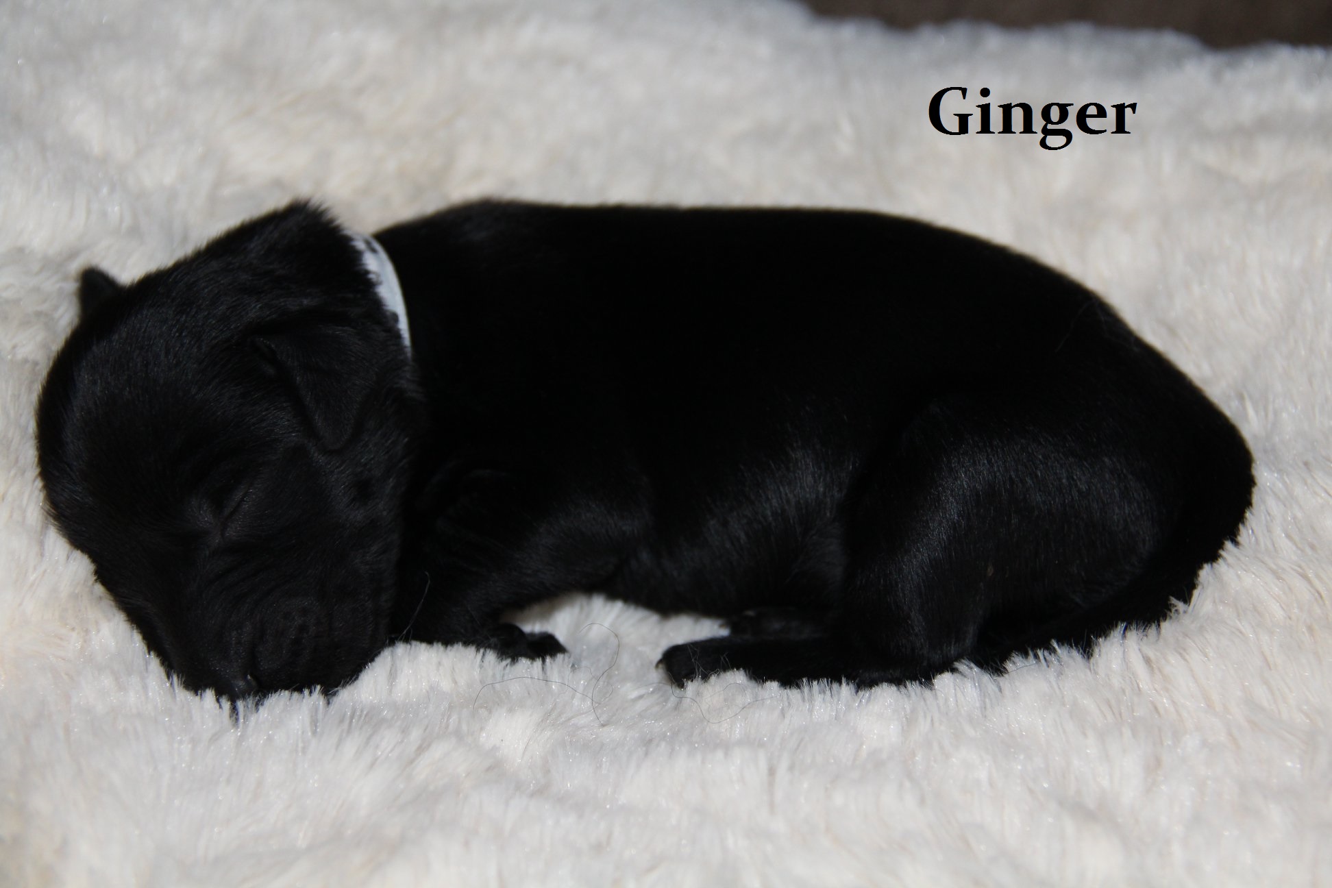 Ginger
