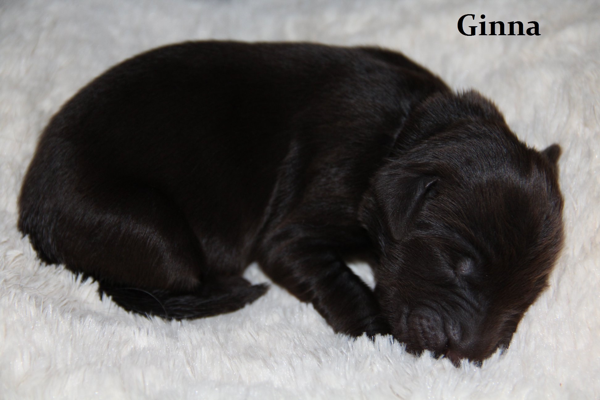 Ginna