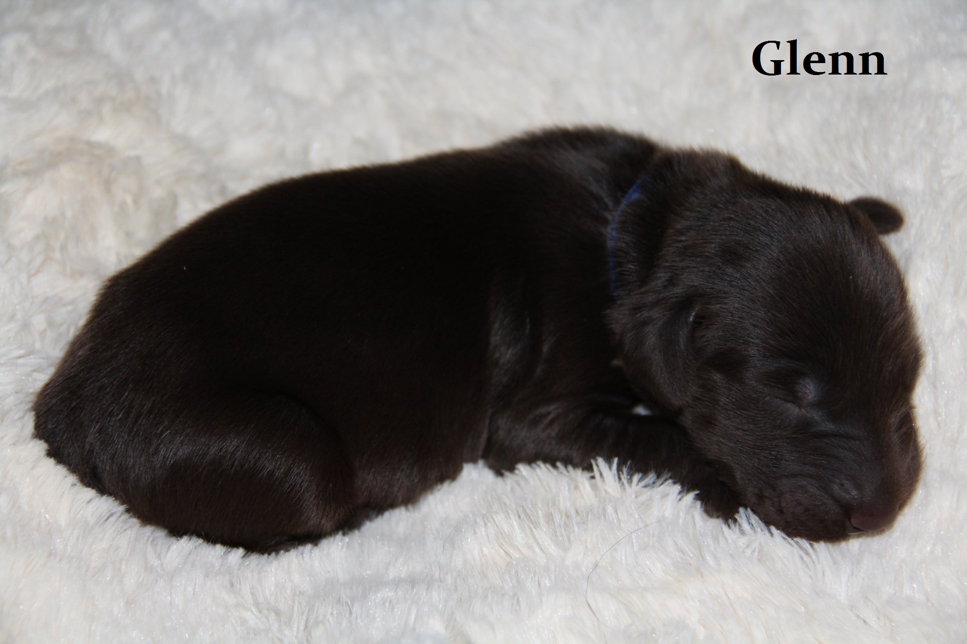 Glenn