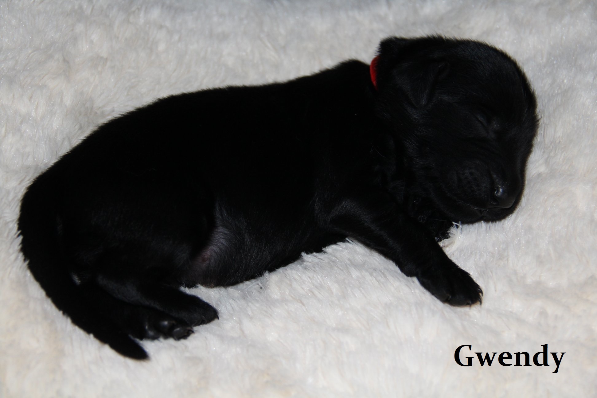 Gwendy