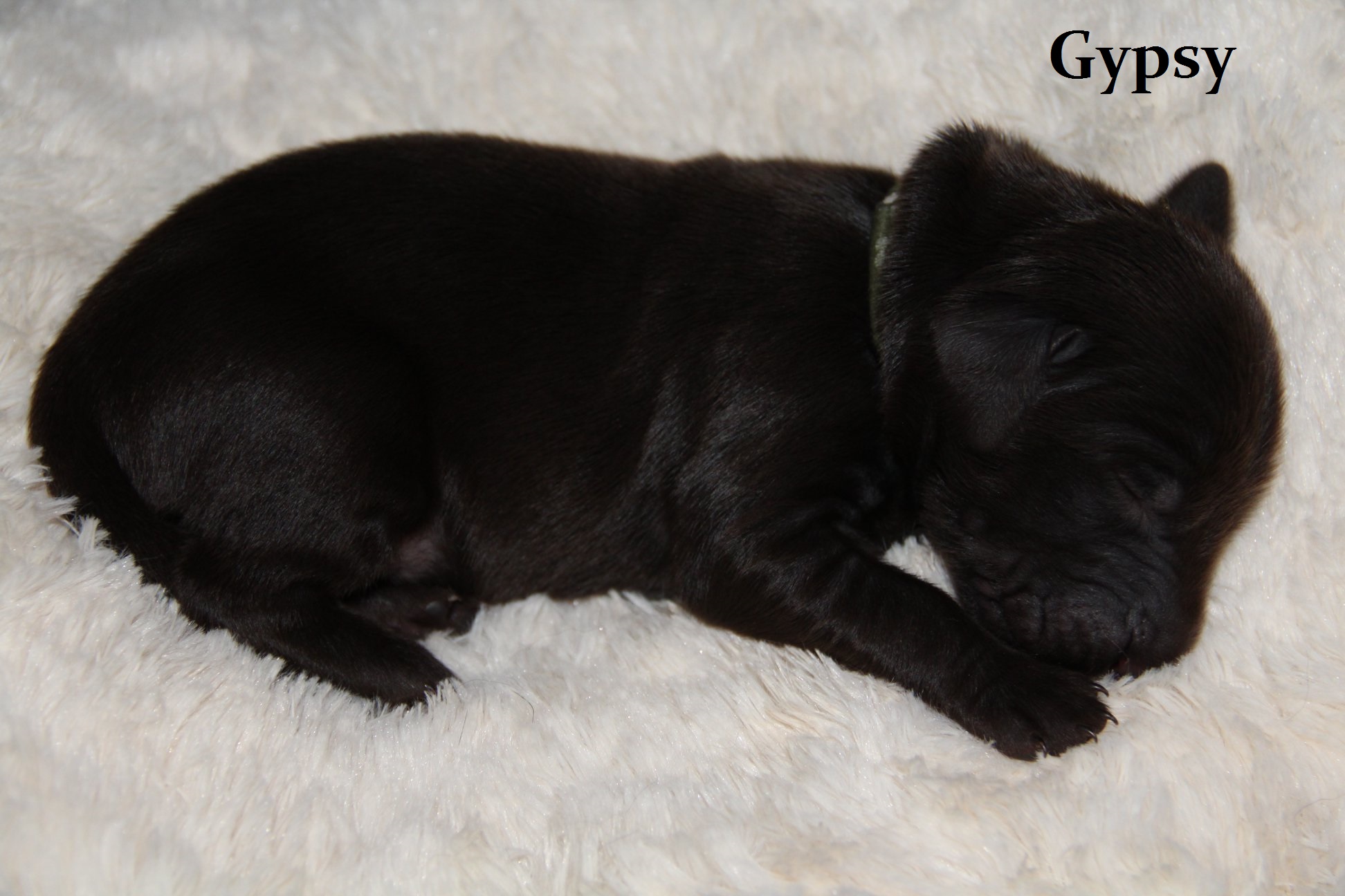Gypsy